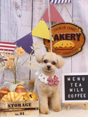 20240910チップくん